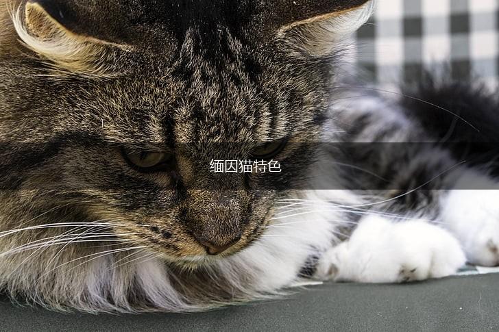 缅因猫特色,第1张