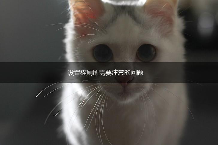 设置猫厕所需要注意的问题,第1张