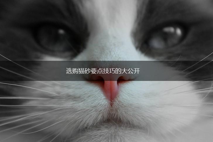 选购猫砂要点技巧的大公开,第1张