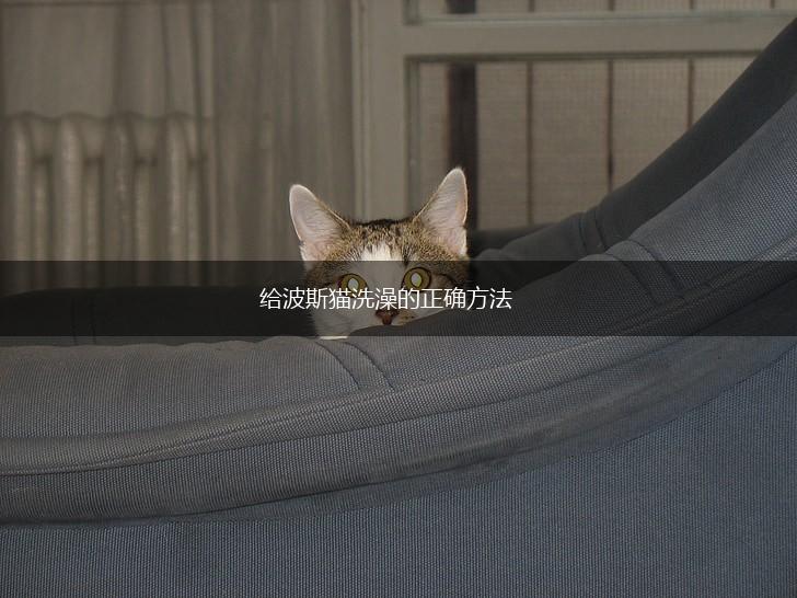 给波斯猫洗澡的正确方法,第1张 给波斯猫洗澡的正确方法,第1张