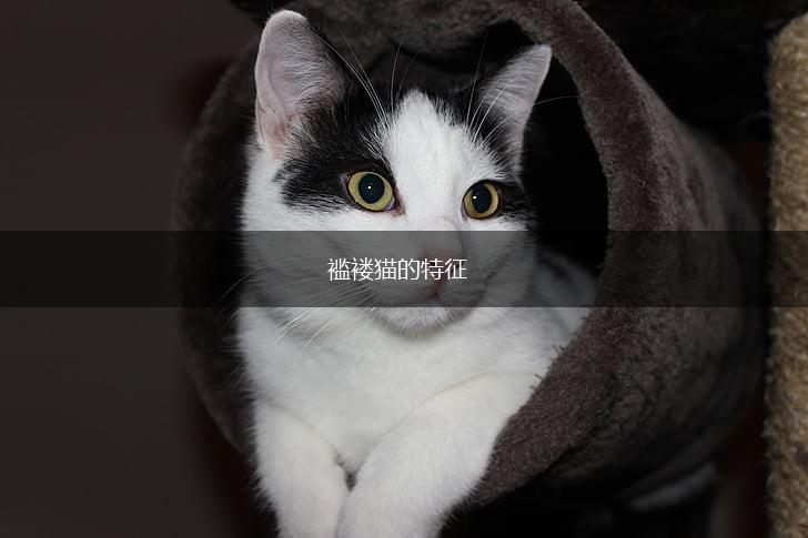 褴褛猫的特征,第1张