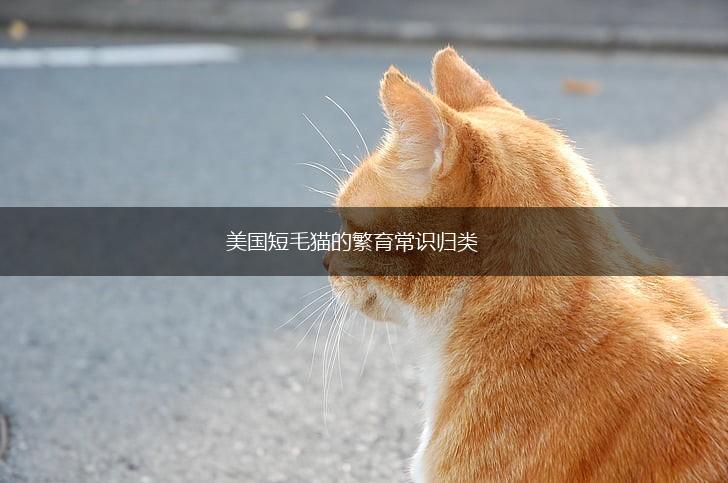 美国短毛猫的繁育常识归类,第1张 美国短毛猫的繁育常识归类,第1张