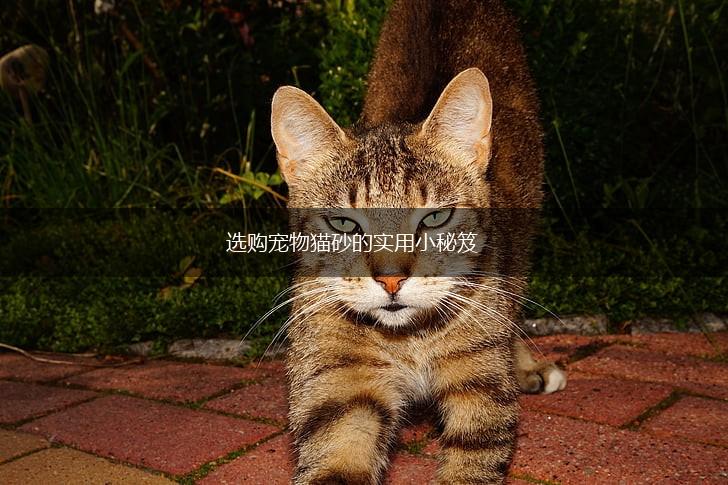 选购宠物猫砂的实用小秘笈,第1张