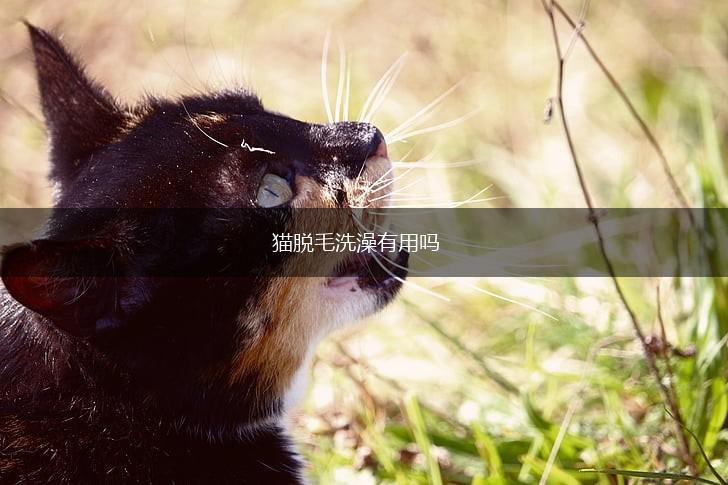 猫脱毛洗澡有用吗,第1张
