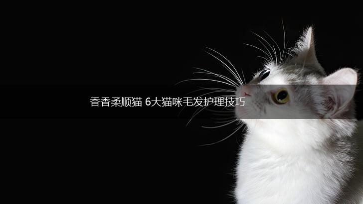 香香柔顺猫 6大猫咪毛发护理技巧,第1张