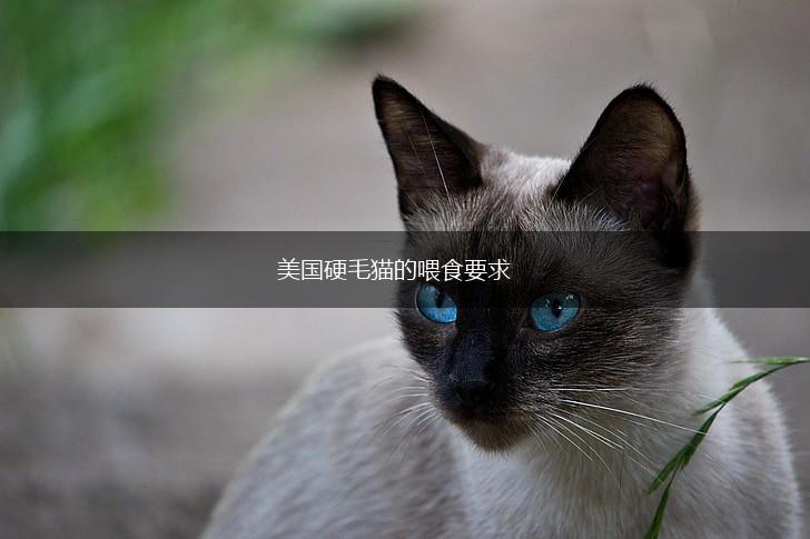 美国硬毛猫的喂食要求,第1张 美国硬毛猫的喂食要求,第1张