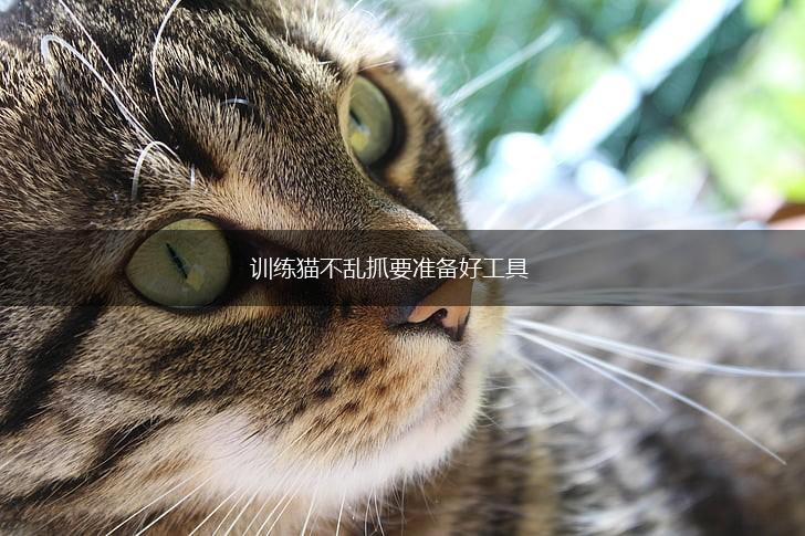 训练猫不乱抓要准备好工具,第1张