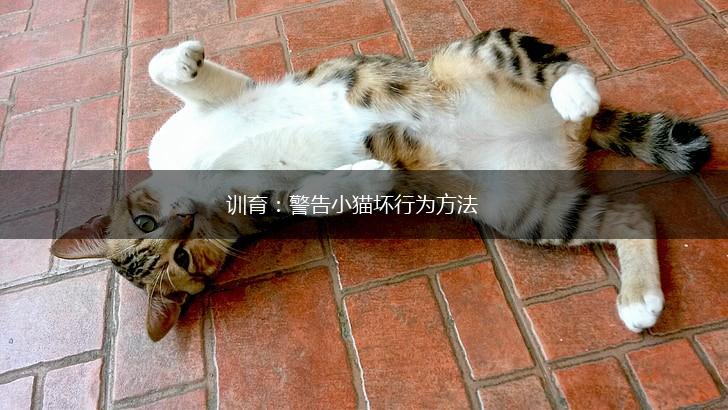训育：警告小猫坏行为方法,第1张