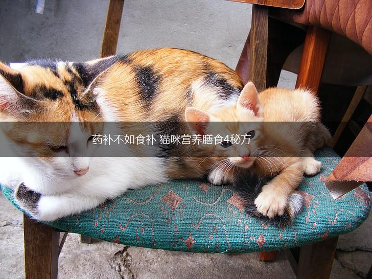 药补不如食补 猫咪营养膳食4秘方,第1张