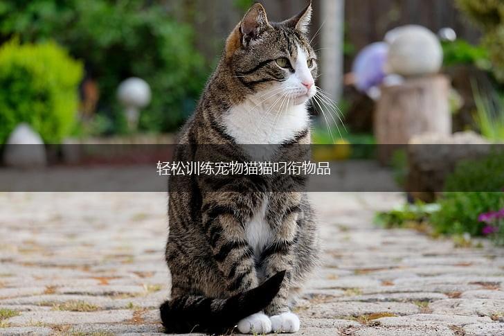 轻松训练宠物猫猫叼衔物品,第1张