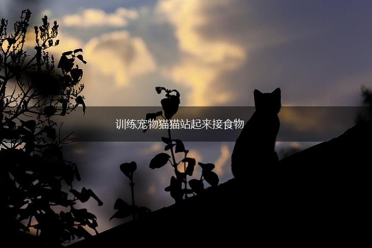 训练宠物猫猫站起来接食物,第1张