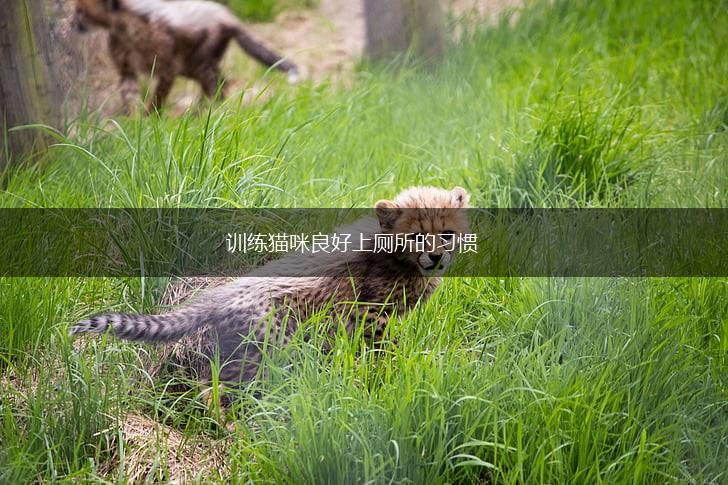 训练猫咪良好上厕所的习惯,第1张