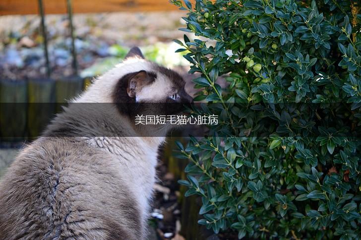 美国短毛猫心脏病,第1张