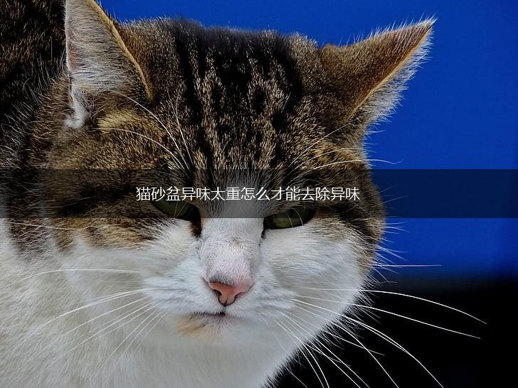猫砂盆异味太重怎么才能去除异味,第1张