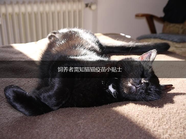 饲养者需知猫猫疫苗小贴士,第1张