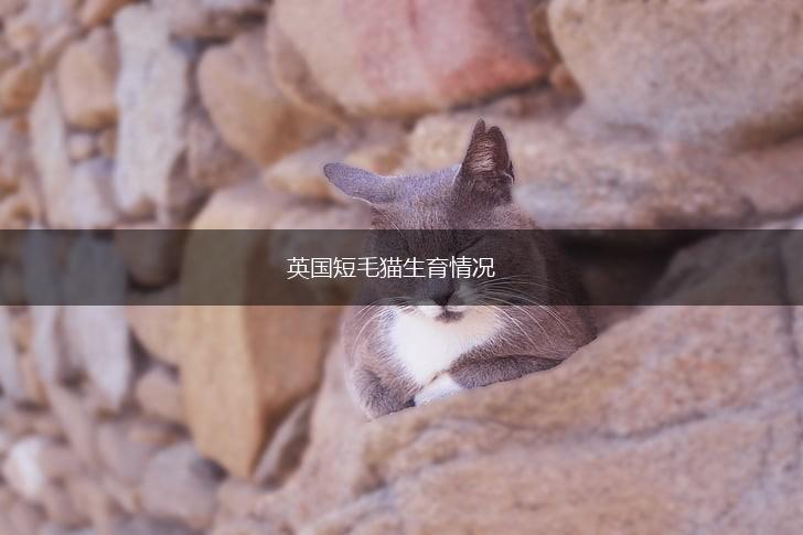 英国短毛猫生育情况,第1张