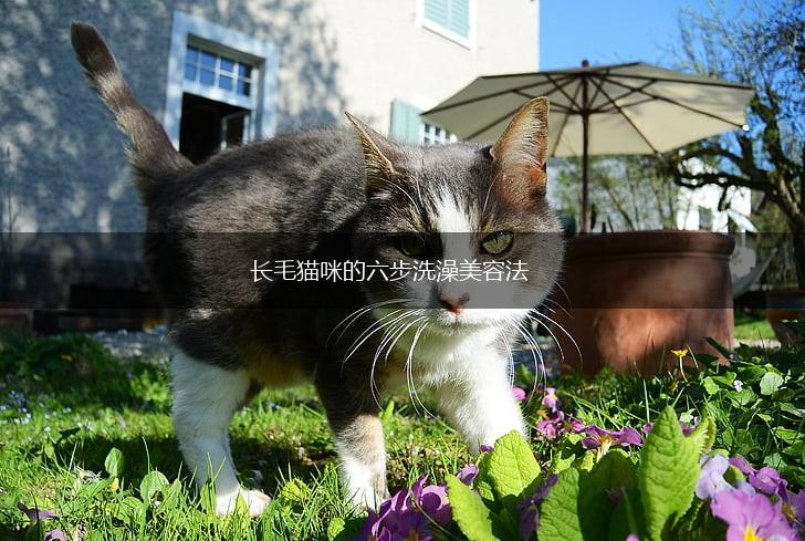 长毛猫咪的六步洗澡美容法,第1张