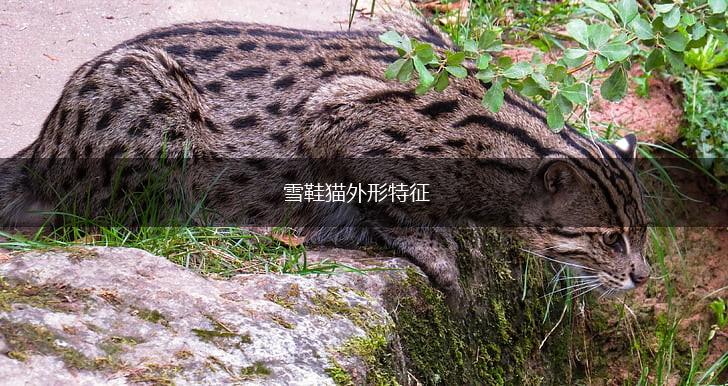 雪鞋猫外形特征,第1张