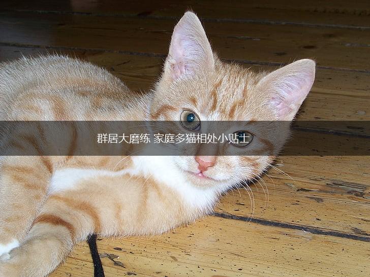 群居大磨练 家庭多猫相处小贴士,第1张