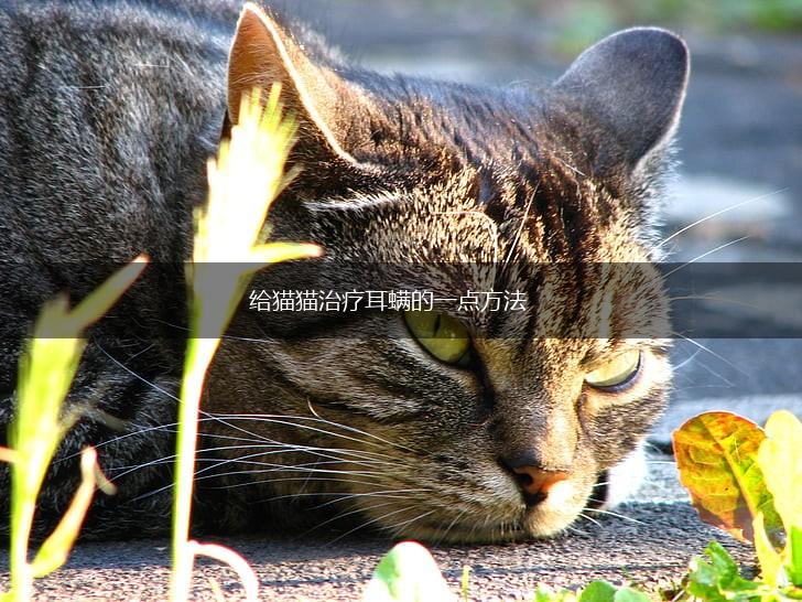 给猫猫治疗耳螨的一点方法,第1张