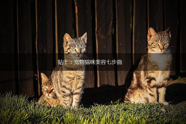 贴士：宠物猫咪美容七步曲,第1张