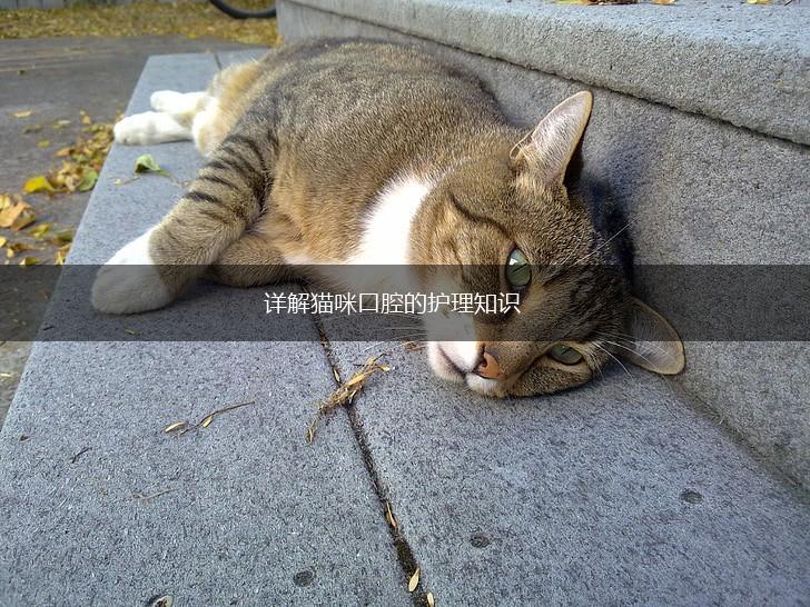 详解猫咪口腔的护理知识,第1张