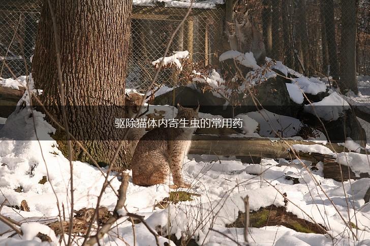驱除猫体内寄生虫的常用药,第1张