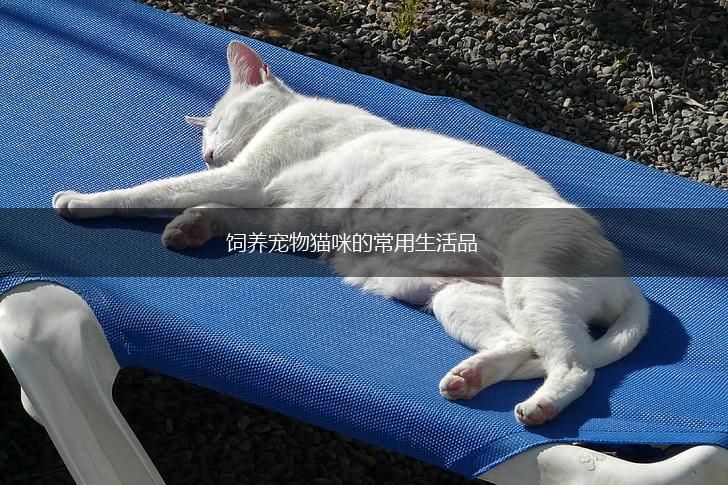 饲养宠物猫咪的常用生活品,第1张