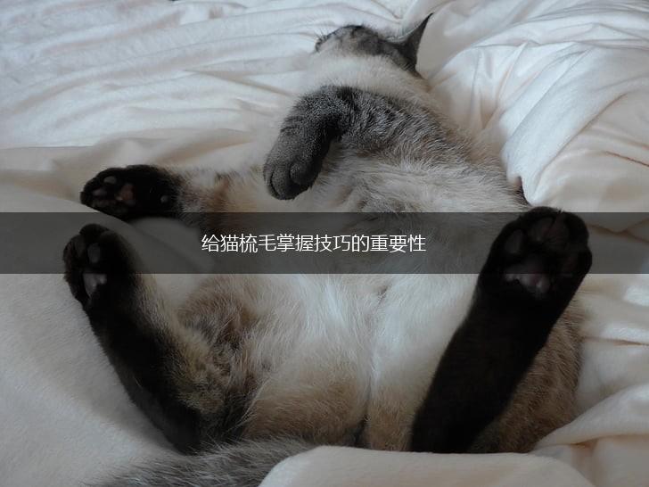 给猫梳毛掌握技巧的重要性,第1张