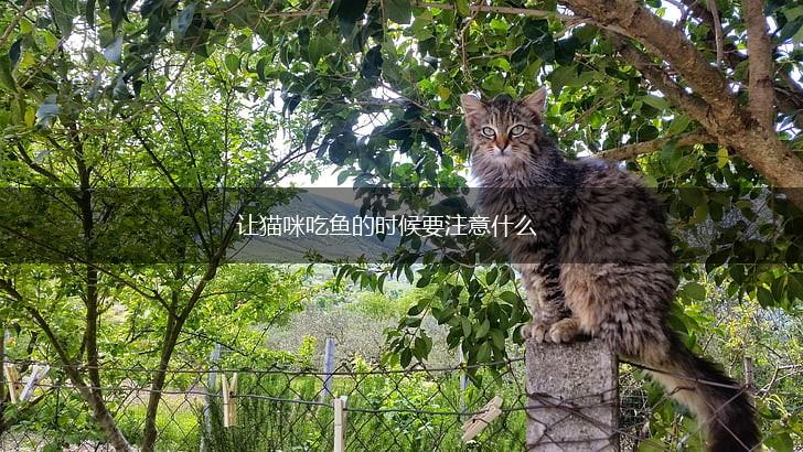 让猫咪吃鱼的时候要注意什么,第1张
