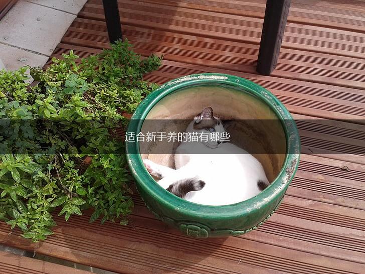 适合新手养的猫有哪些,第1张