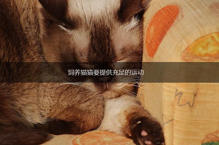 饲养猫猫要提供充足的运动,第1张