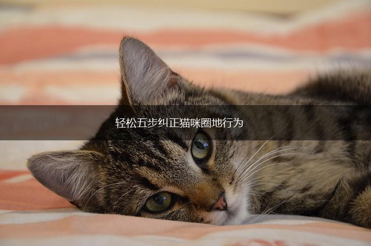 轻松五步纠正猫咪圈地行为,第1张