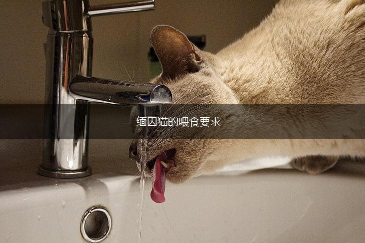 缅因猫的喂食要求,第1张 缅因猫的喂食要求,第1张