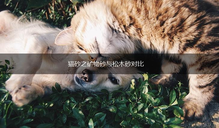 猫砂之矿物砂与松木砂对比,第1张