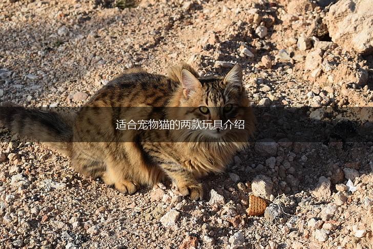 适合宠物猫的两款玩具介绍,第1张