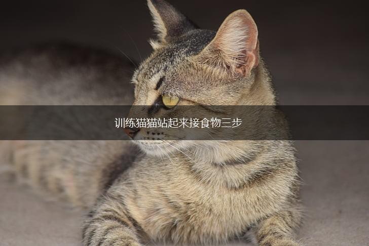 训练猫猫站起来接食物三步,第1张