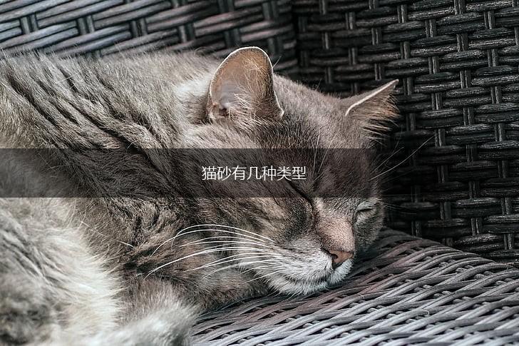 猫砂有几种类型,第1张