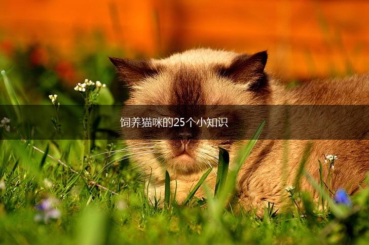 饲养猫咪的25个小知识,第1张