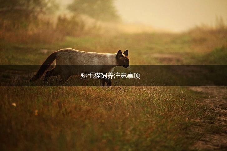 短毛猫饲养注意事项,第1张