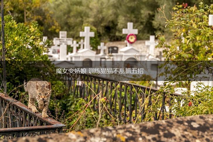 魔女变娇娘 训练猫猫不乱抓五招,第1张
