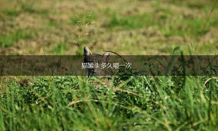 猫罐头多久喂一次,第1张 猫罐头多久喂一次,第1张