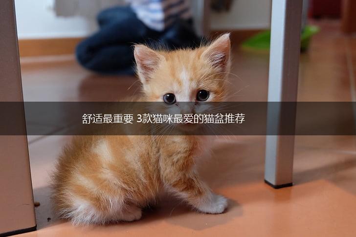舒适最重要 3款猫咪最爱的猫盆推荐,第1张