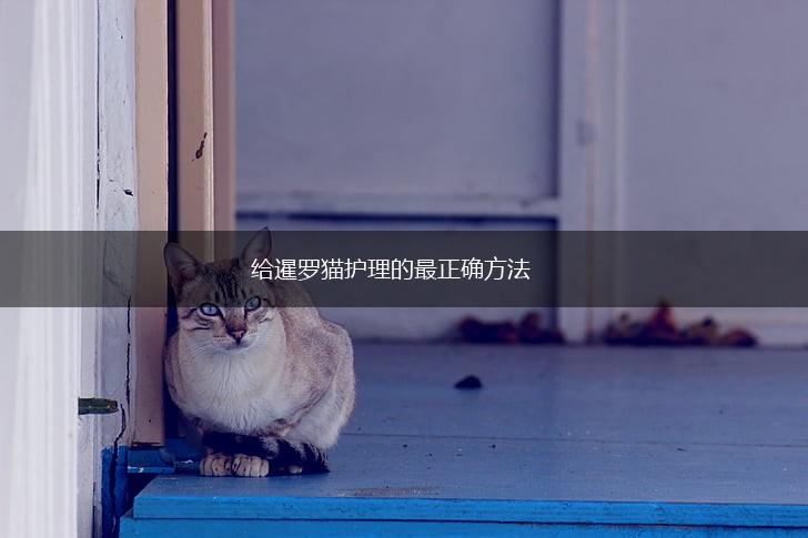 给暹罗猫护理的最正确方法,第1张