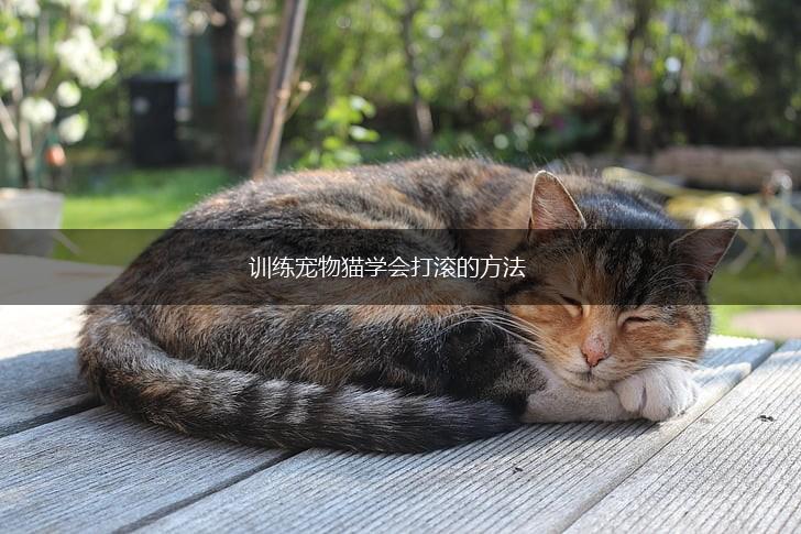 训练宠物猫学会打滚的方法,第1张