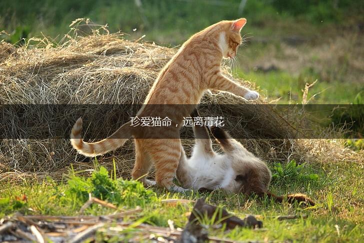 珍爱猫命，远离毒花,第1张