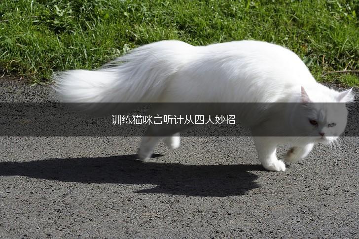 训练猫咪言听计从四大妙招,第1张