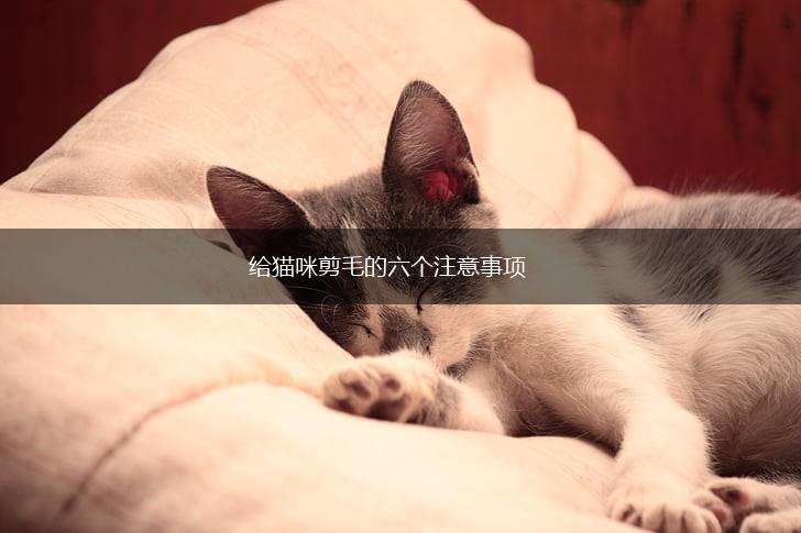 给猫咪剪毛的六个注意事项,第1张