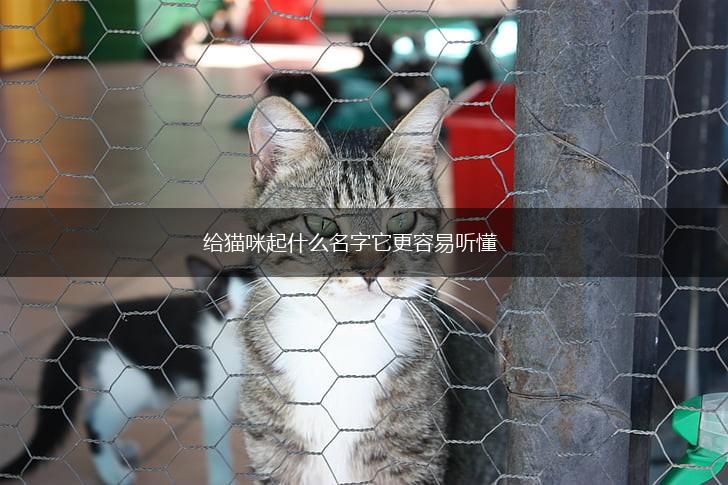 给猫咪起什么名字它更容易听懂,第1张