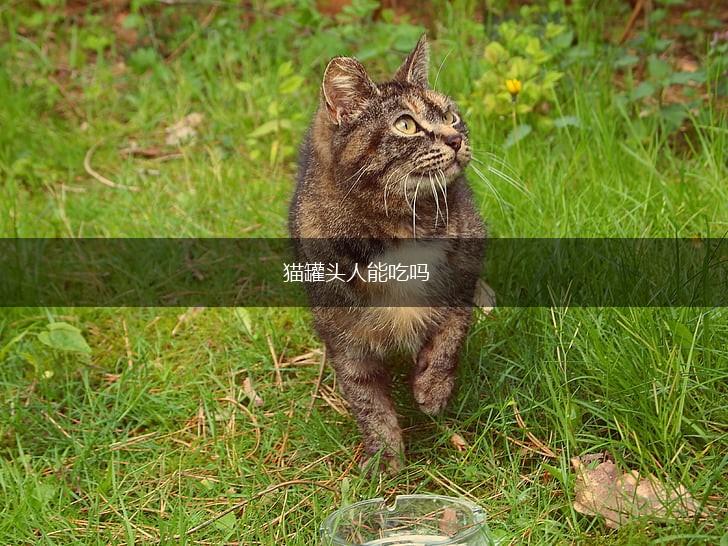 猫罐头人能吃吗,第1张